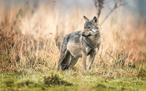 Wolf standing in grassy field at Out of Africa Wildlife Park.