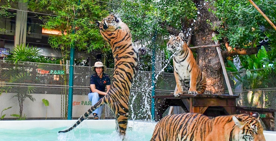 Tiger Park Pattaya