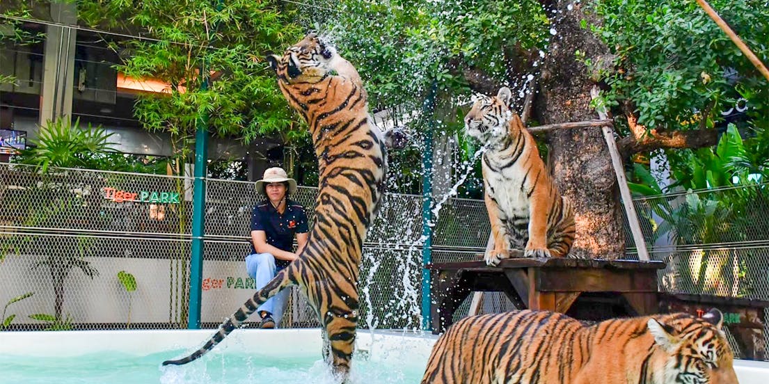 Tiger Park Pattaya