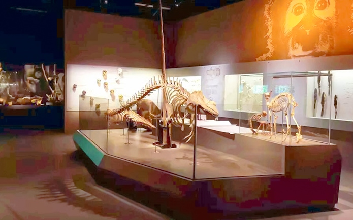 Mammal skeleton exhibit featuring large marine mammal at Singapore's natural history museum.