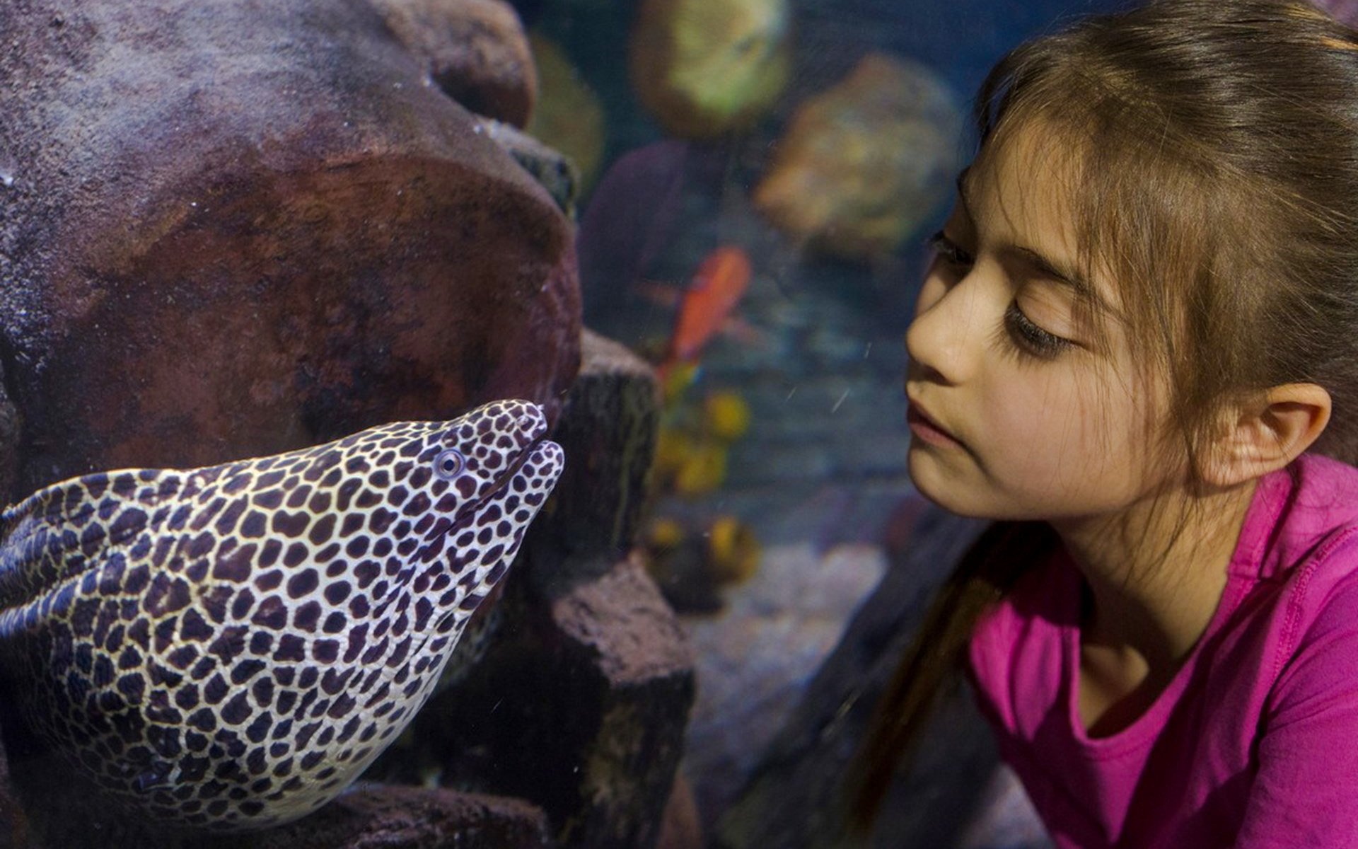 Child observing a moray eel at Sea Life Loch Lomond.