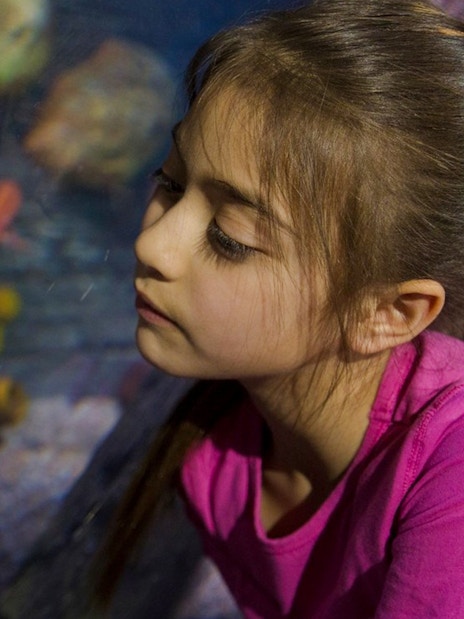 Child observing a moray eel at Sea Life Loch Lomond.
