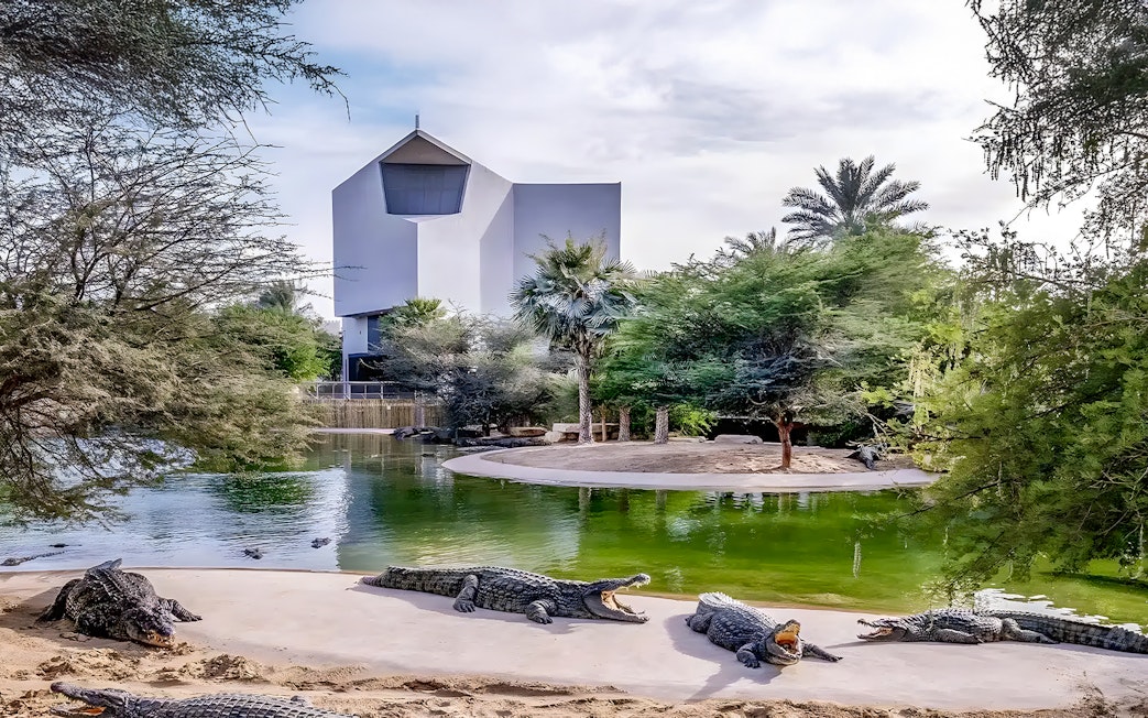 Crocodiles by a pond at Dubai Crocodile Park with modern building in background.