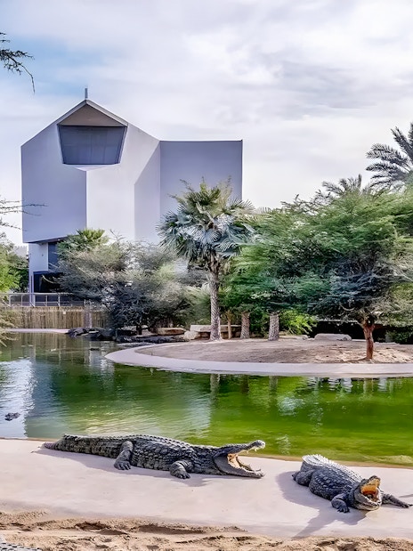 Crocodiles by a pond at Dubai Crocodile Park with modern building in background.