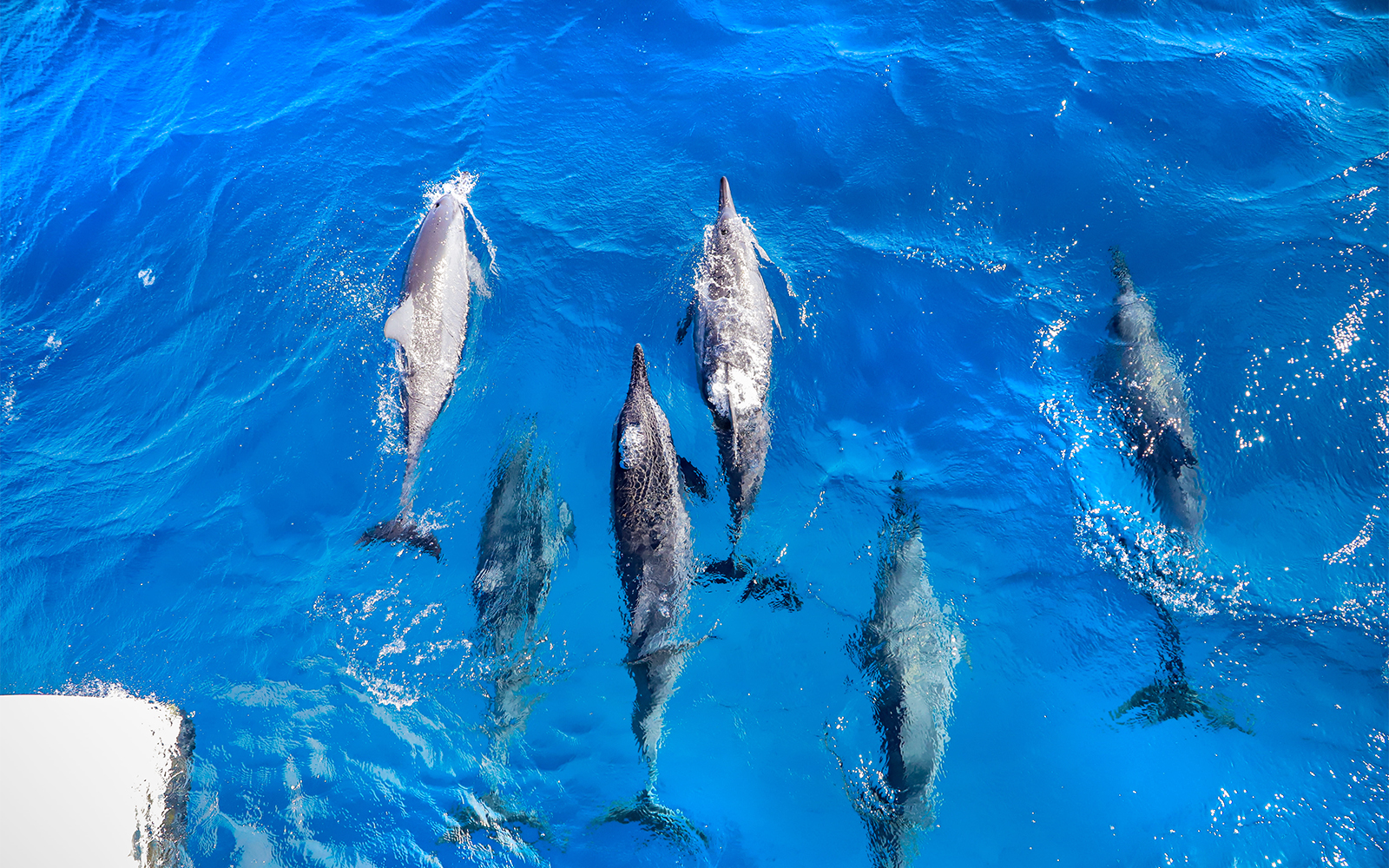 Dolphins swimming in clear blue waters during a snorkel sail tour in Maui, Hawaii.