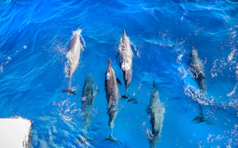 Dolphins swimming in clear blue waters during a snorkel sail tour in Maui, Hawaii.