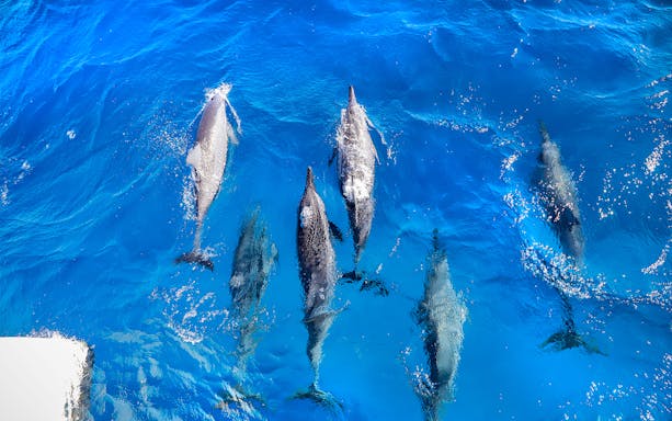 Dolphins swimming in clear blue waters during a snorkel sail tour in Maui, Hawaii.