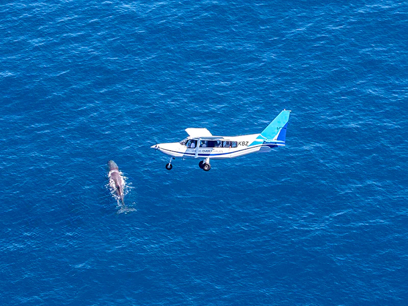 Kaikoura Whale Watching Seaplane Flight Experience - Kaikoura