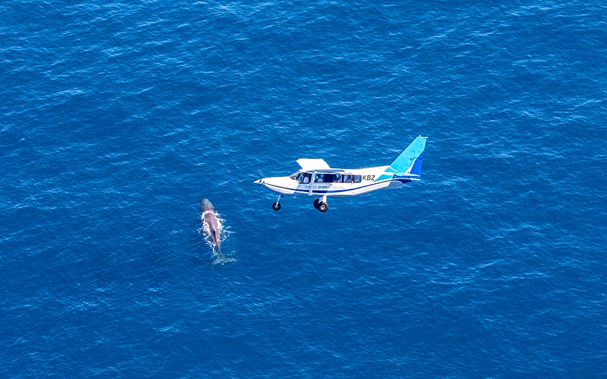 Aerial view of a plane flying over a whale swimming in the ocean.