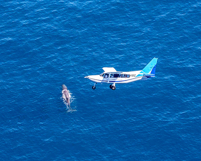 Kaikoura Whale-Watching Flight Experience