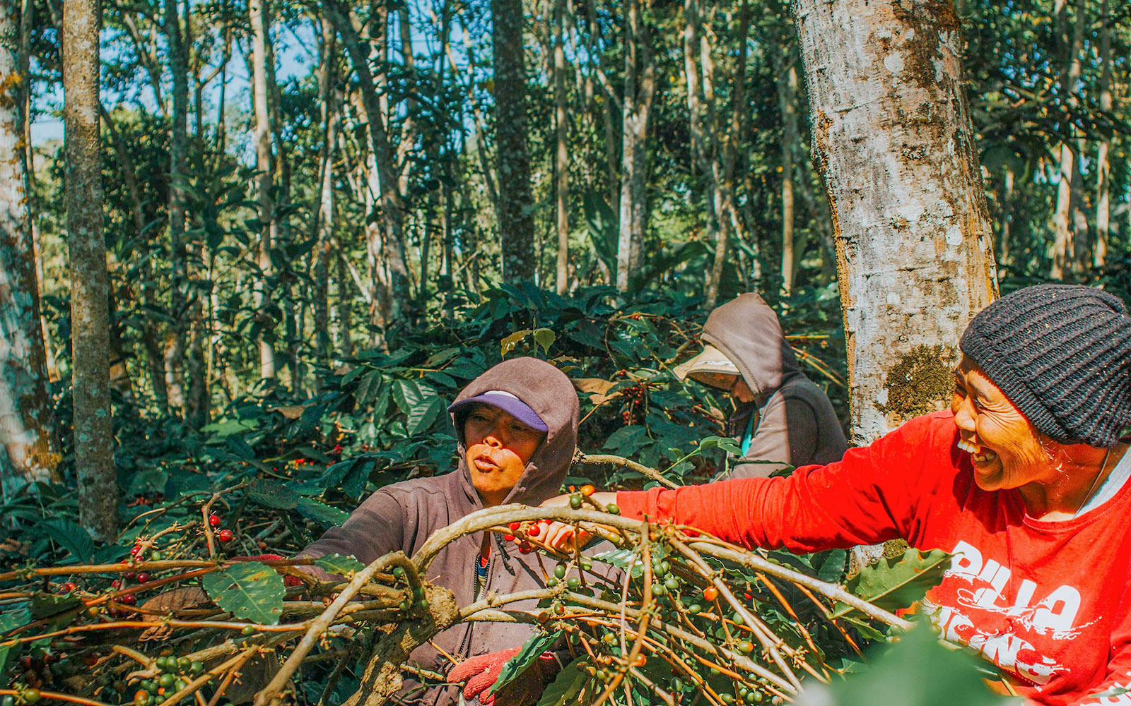 Coffee beans being harvested
