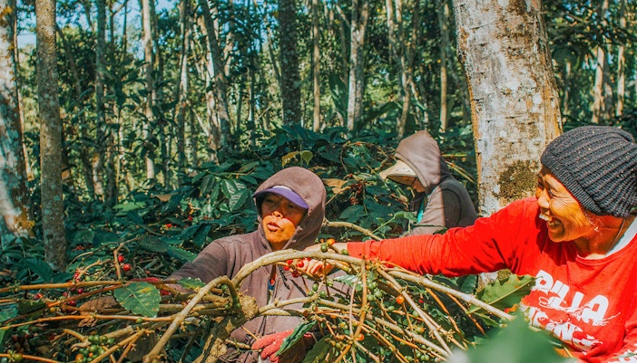 Coffee beans being harvested