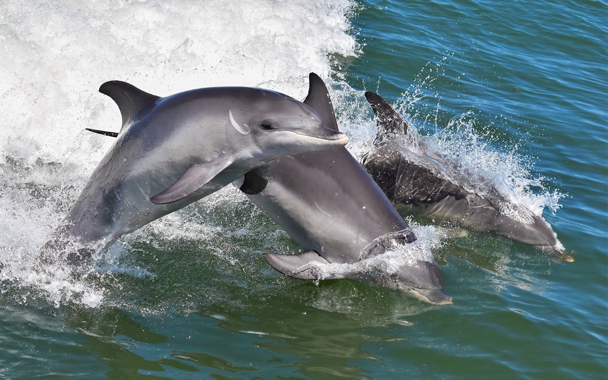 Dolphins leaping through ocean waves.