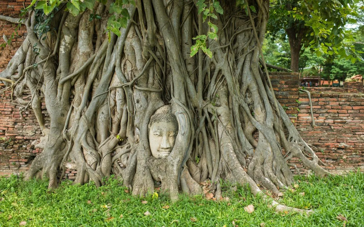 Buddha head entwined in tree roots at Ayutthaya's Wat Mahathat, part of Lopburi Monkey Temple tour.