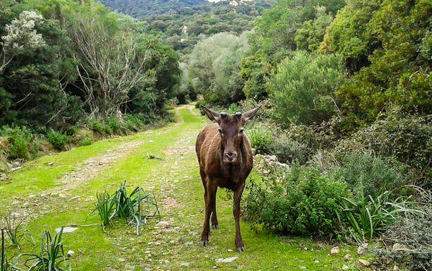 Deer on a forest path during S'Acqua Callenti Forest Trek in Castiadas.