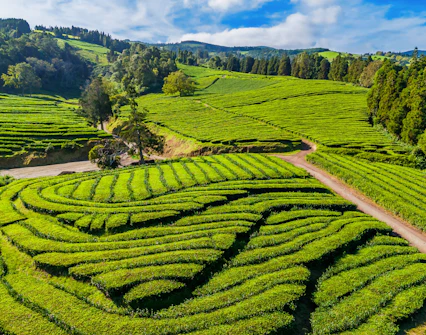 Tea fields at Cha Gorreana plantation, Sao Miguel, Azores, Portugal, near Atlantic Ocean.