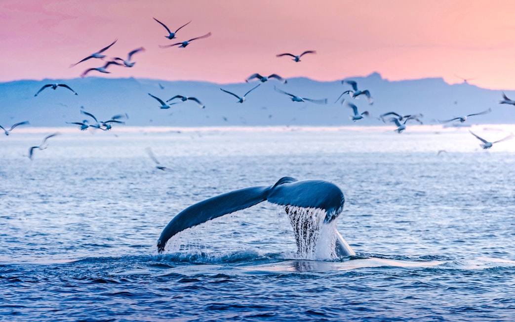 Whale tail diving in ocean with birds flying above.