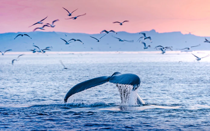 Whale tail diving in ocean with birds flying above.