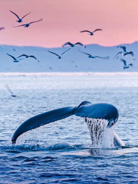 Whale tail diving in ocean with birds flying above.