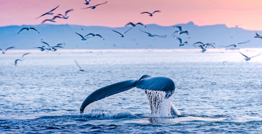 Whale tail diving in ocean with birds flying above.