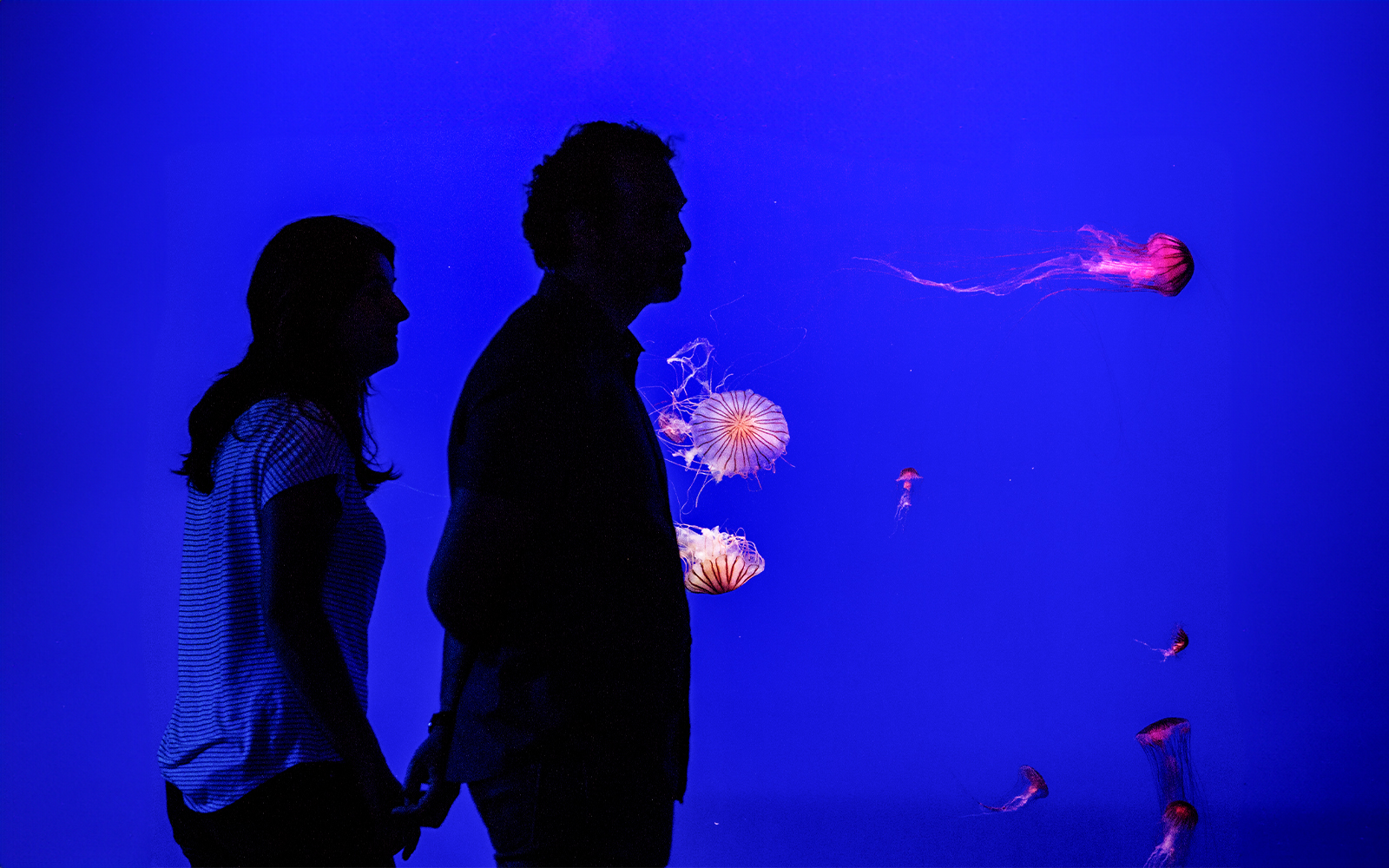 Visitors observing jellyfish at Seville Aquarium.