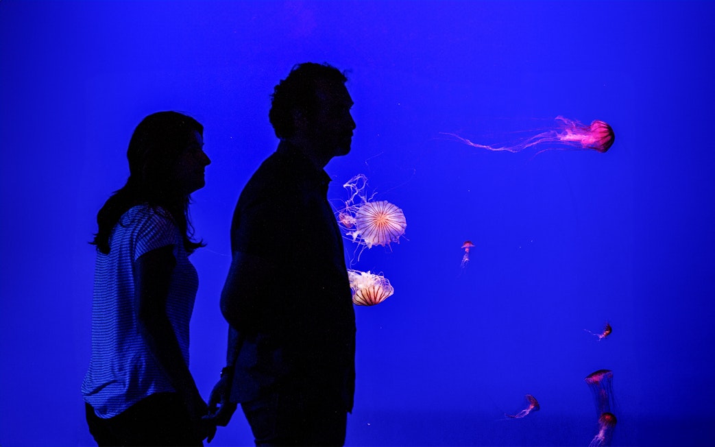 Visitors observing jellyfish at Seville Aquarium.