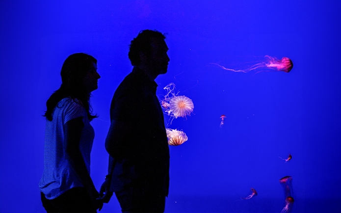 Visitors observing jellyfish at Seville Aquarium.