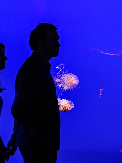 Visitors observing jellyfish at Seville Aquarium.