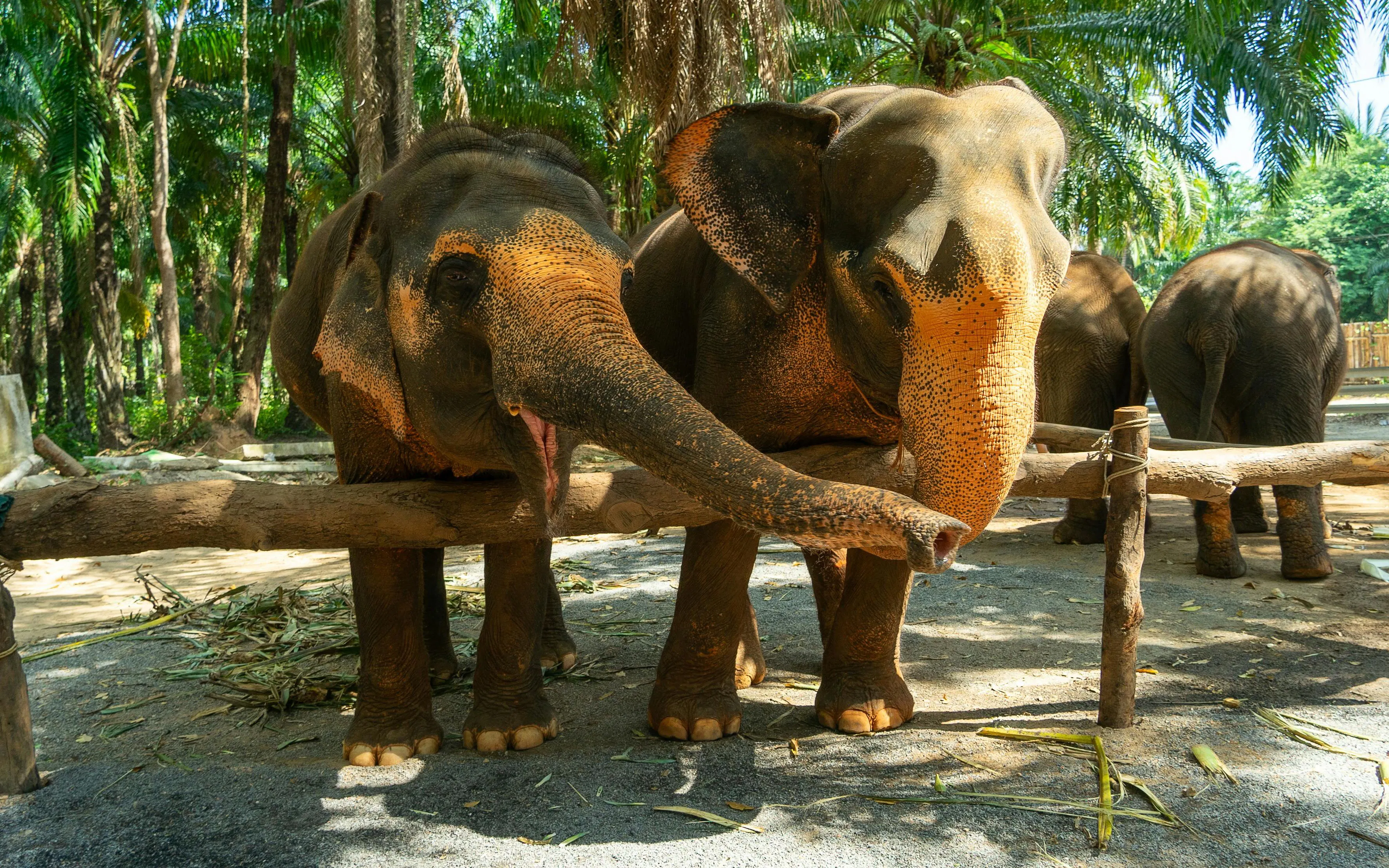 Meet the rescued elephants