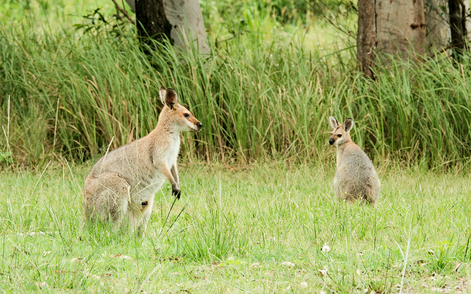Wallabies in grassland during safari at Animal Kingdom, Walt Disney World Orlando.