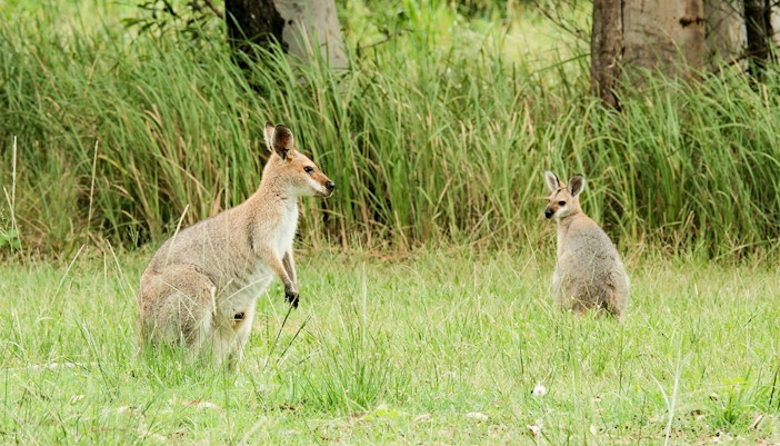 Wallabies in grassland during safari at Animal Kingdom, Walt Disney World Orlando.