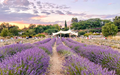 Lavender fields at sunset with people gathered at Terre Ugo, Provence.