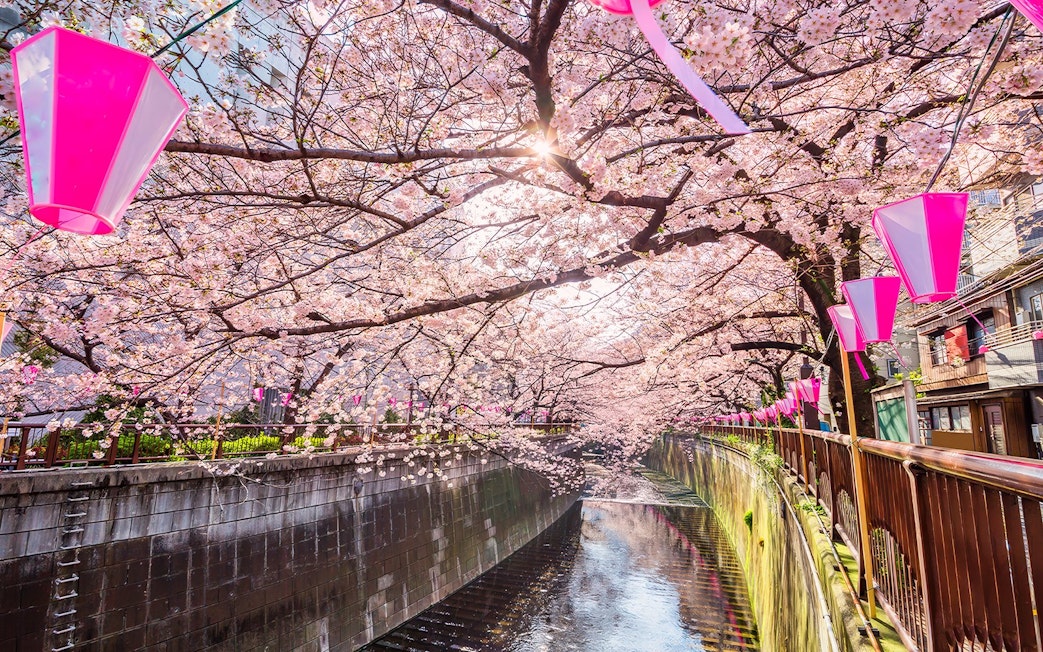 Cherry blossoms over Meguro River in Tokyo during spring.