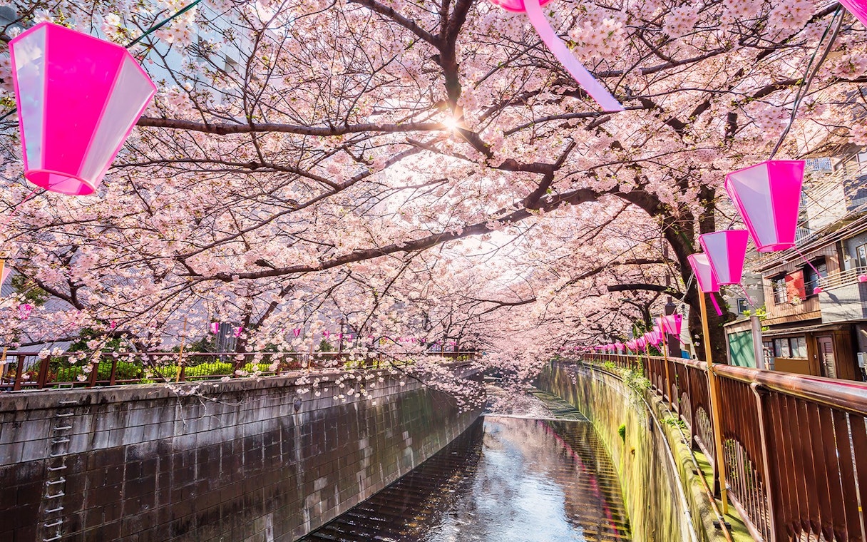 Cherry blossoms over Meguro River in Tokyo during spring.