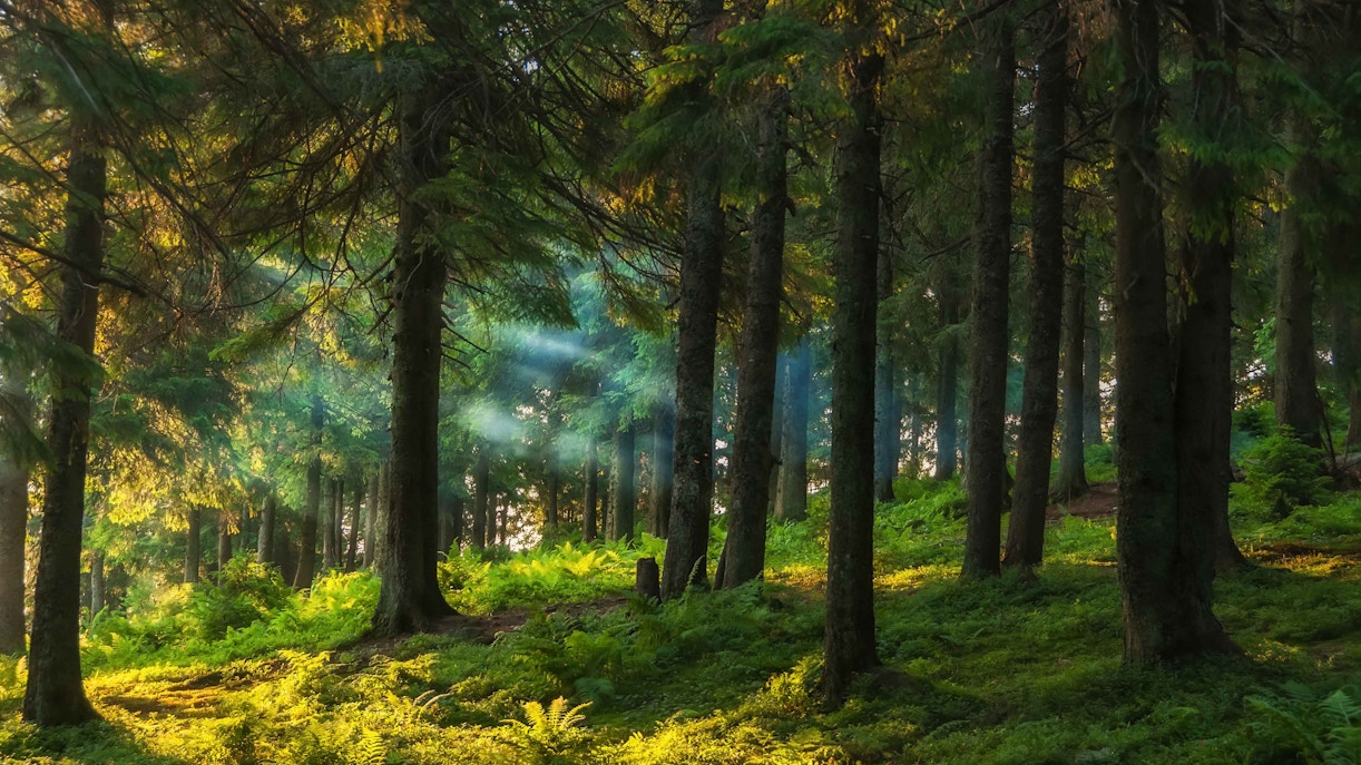 Schynige Platte Tickets