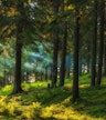 Het bos van Gachresh