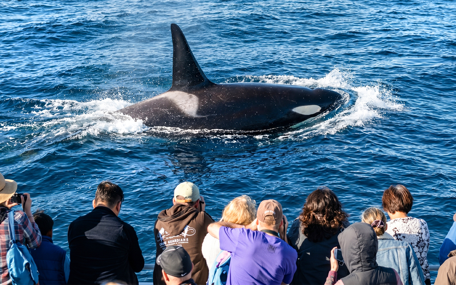 Whale surfaces near tourists on Los Angeles whale watching tour.