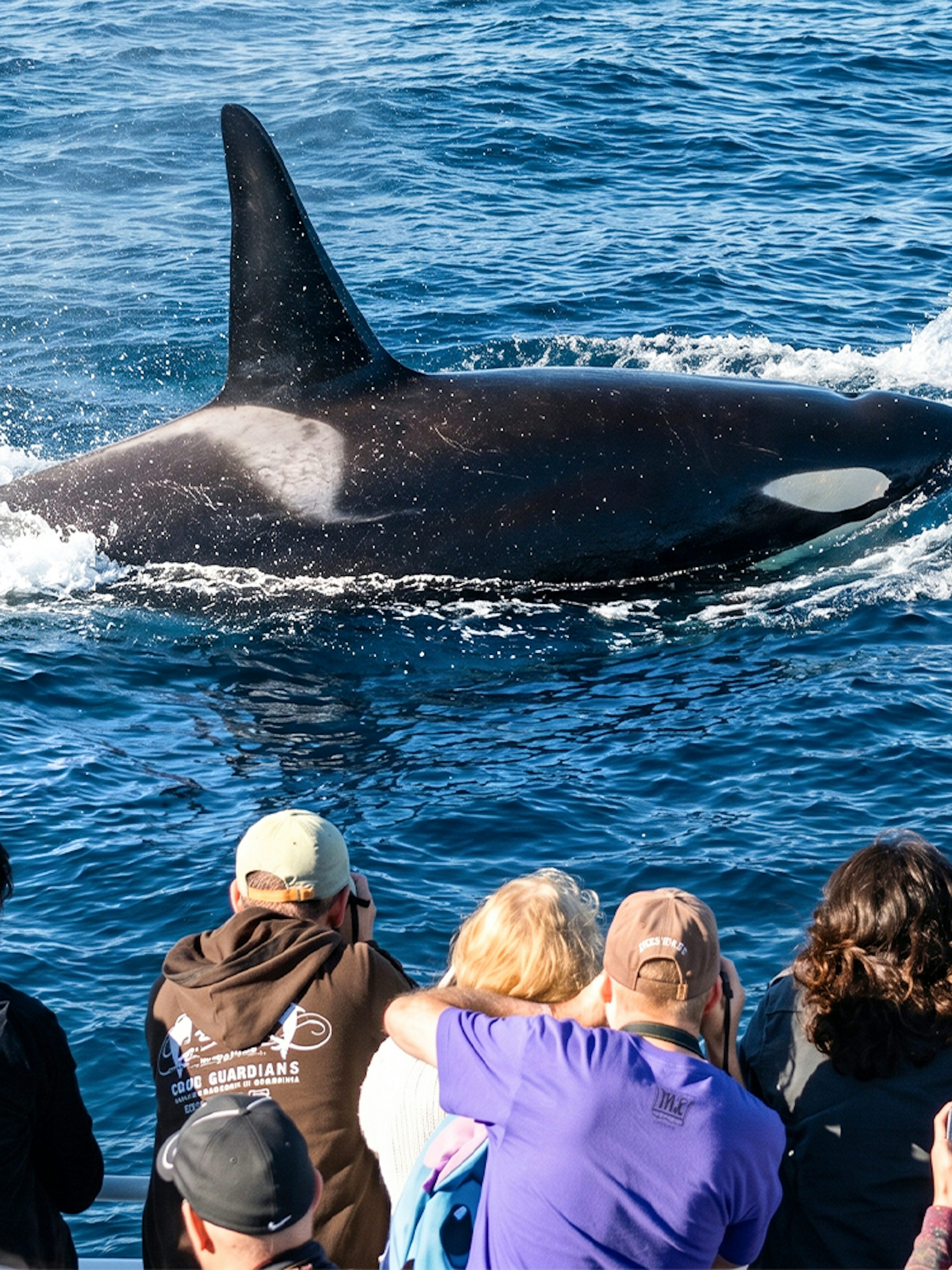 Whale surfaces near tourists on Los Angeles whale watching tour.