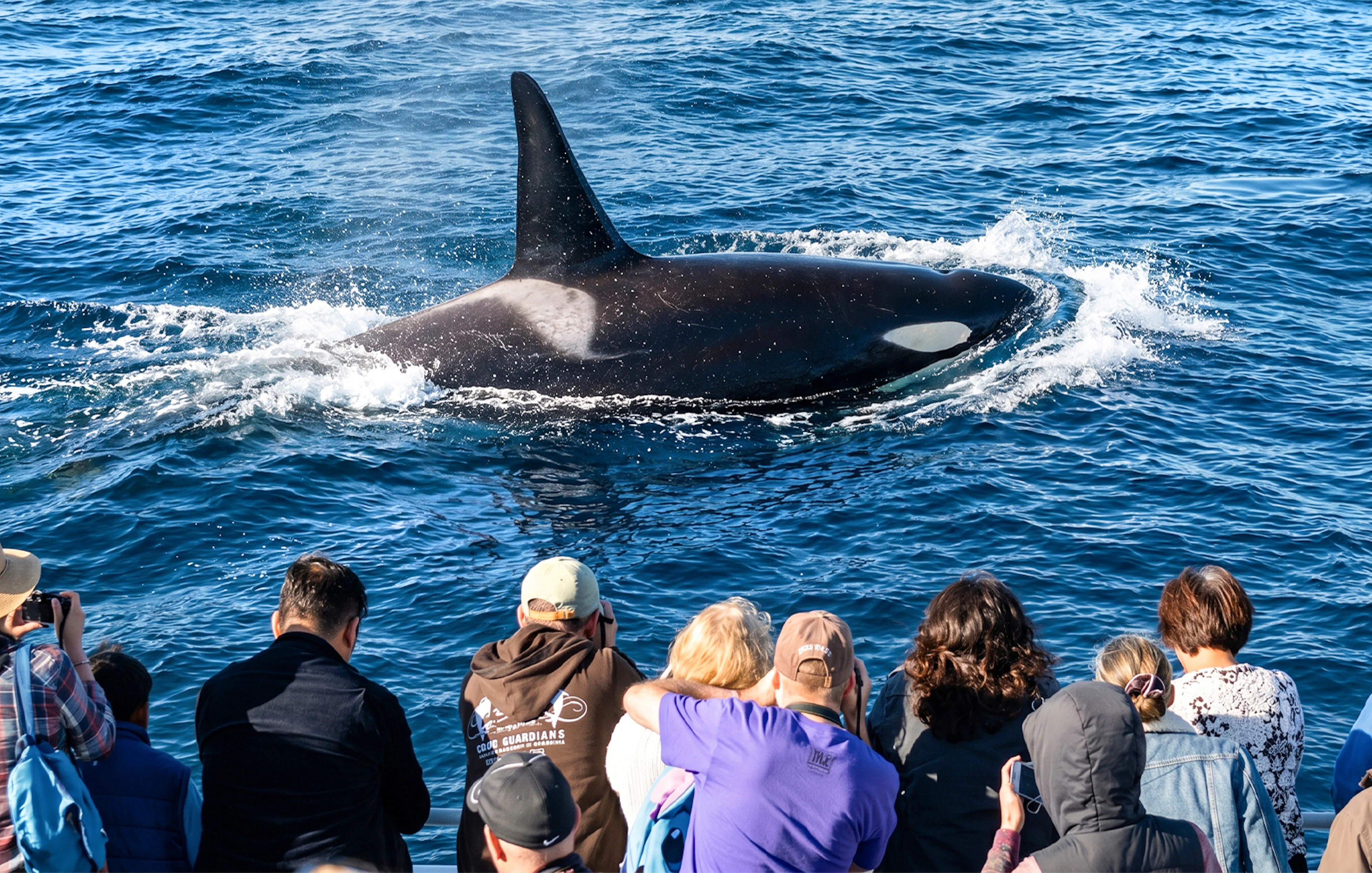 Whale surfaces near tourists on Los Angeles whale watching tour.