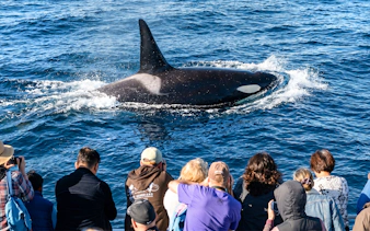 Whale surfaces near tourists on Los Angeles whale watching tour.