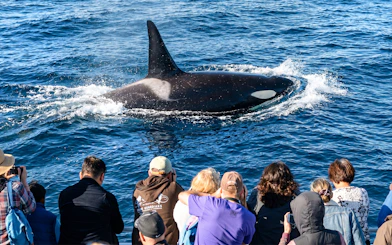 Whale surfaces near tourists on Los Angeles whale watching tour.