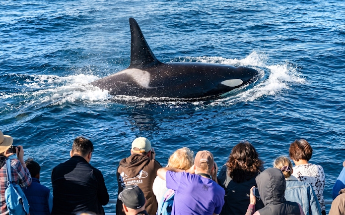 Whale surfaces near tourists on Los Angeles whale watching tour.