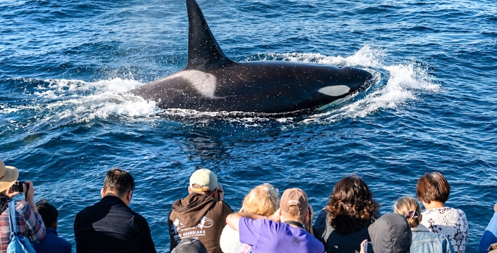 Whale surfaces near tourists on Los Angeles whale watching tour.