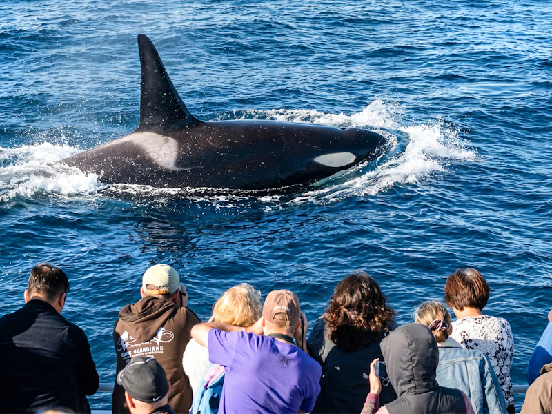 Los Angeles Whale Watching Dolphin Tour - Los Angeles