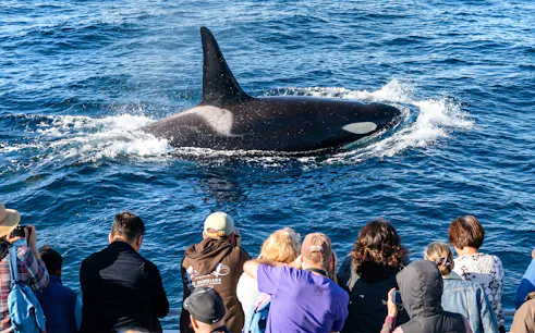 Whale surfaces near tourists on Los Angeles whale watching tour.