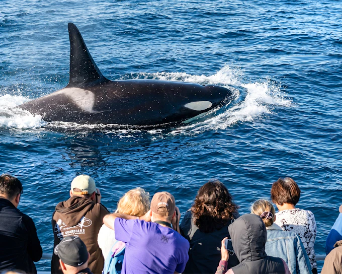 Los Angeles Whale Watching & Dolphin Tour