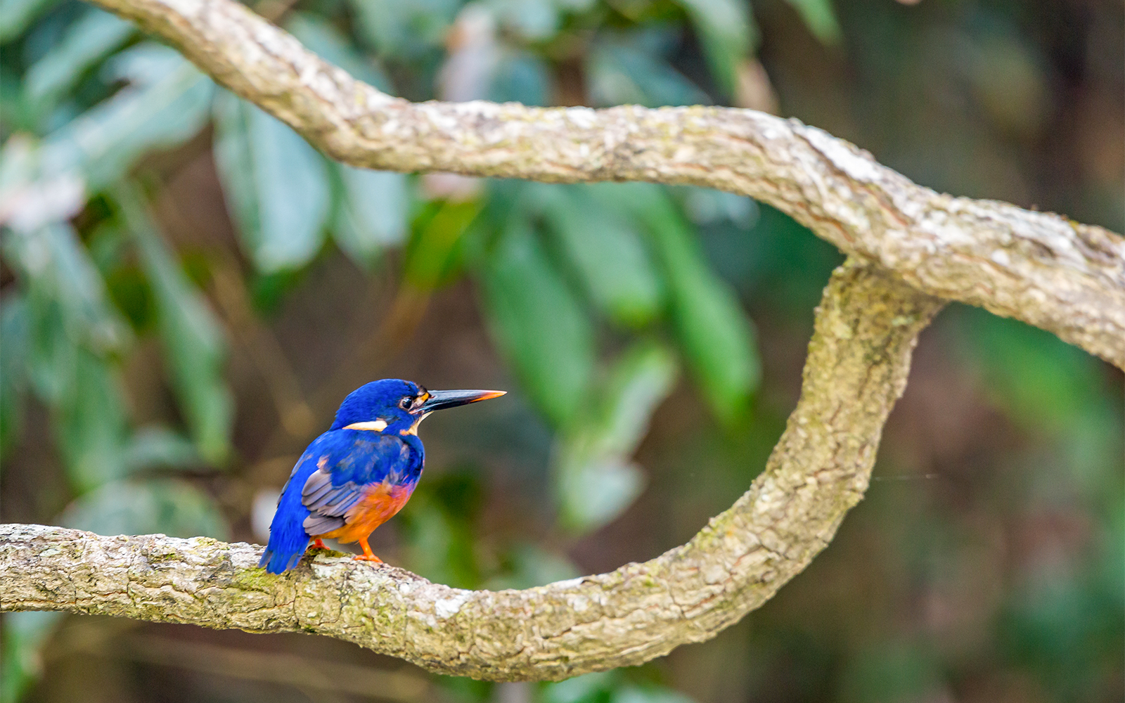 Daintree National Park