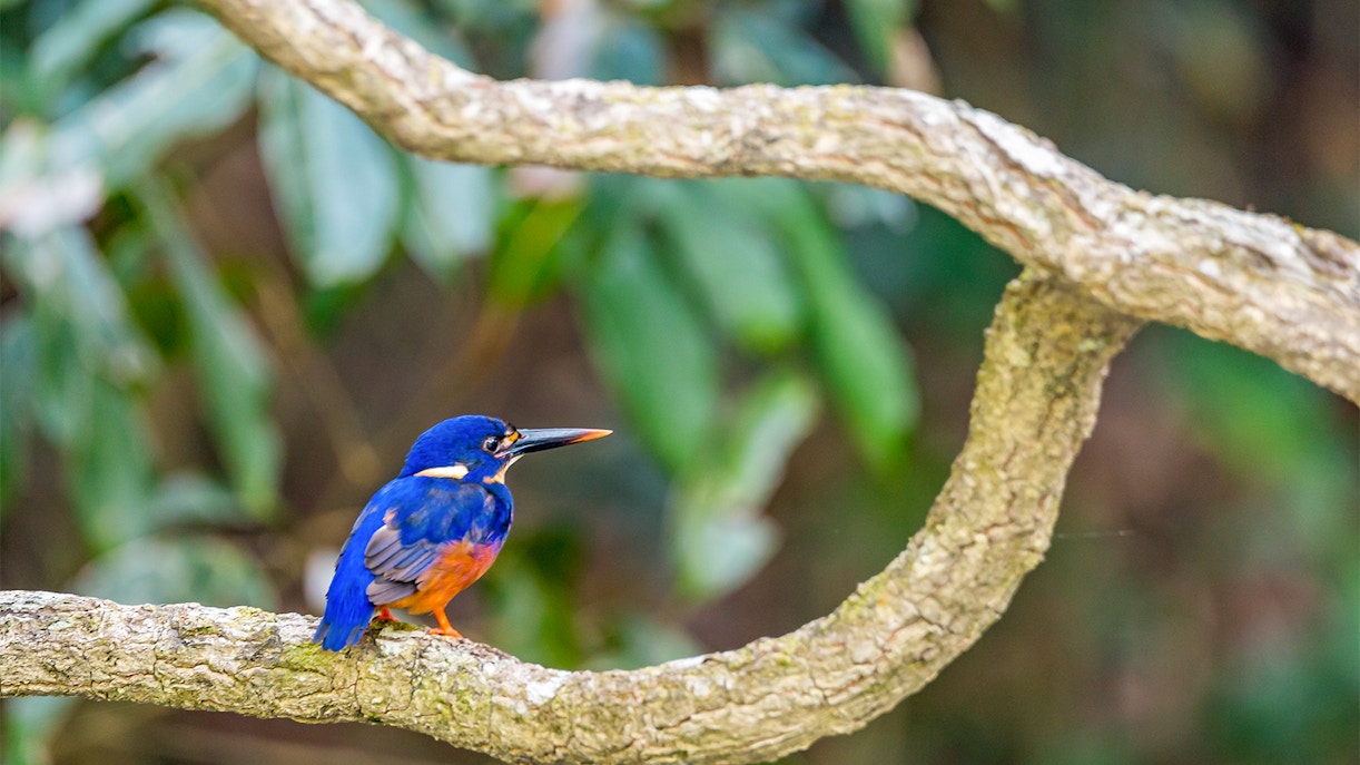 Daintree National Park