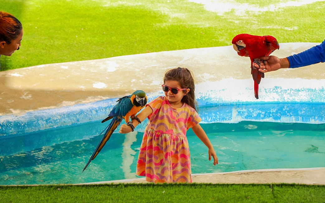 Child interacting with a blue macaw by a pool.