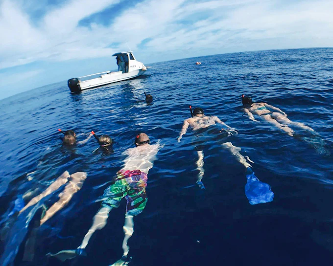 Oahu Cage-Free Open-Water Shark Diving Guided Tour (Product 53376)